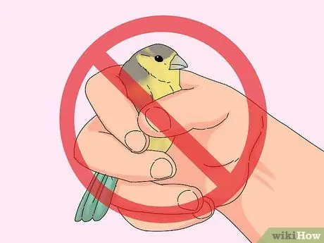 Выберите зяблика Шаг 8