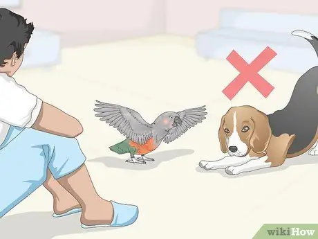 Узнайте, подходит ли вам красный пузатый попугай Шаг 11