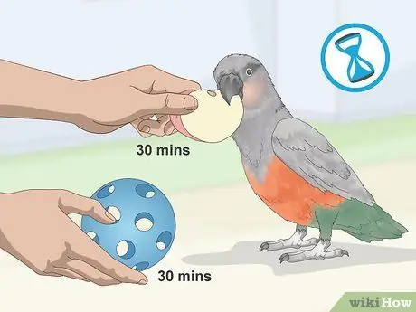 Узнайте, подходит ли вам красный пузатый попугай Шаг 2