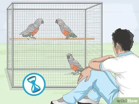 Узнайте, подходит ли вам красный пузатый попугай Шаг 4