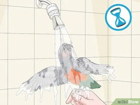 Узнайте, подходит ли вам красный пузатый попугай Шаг 8