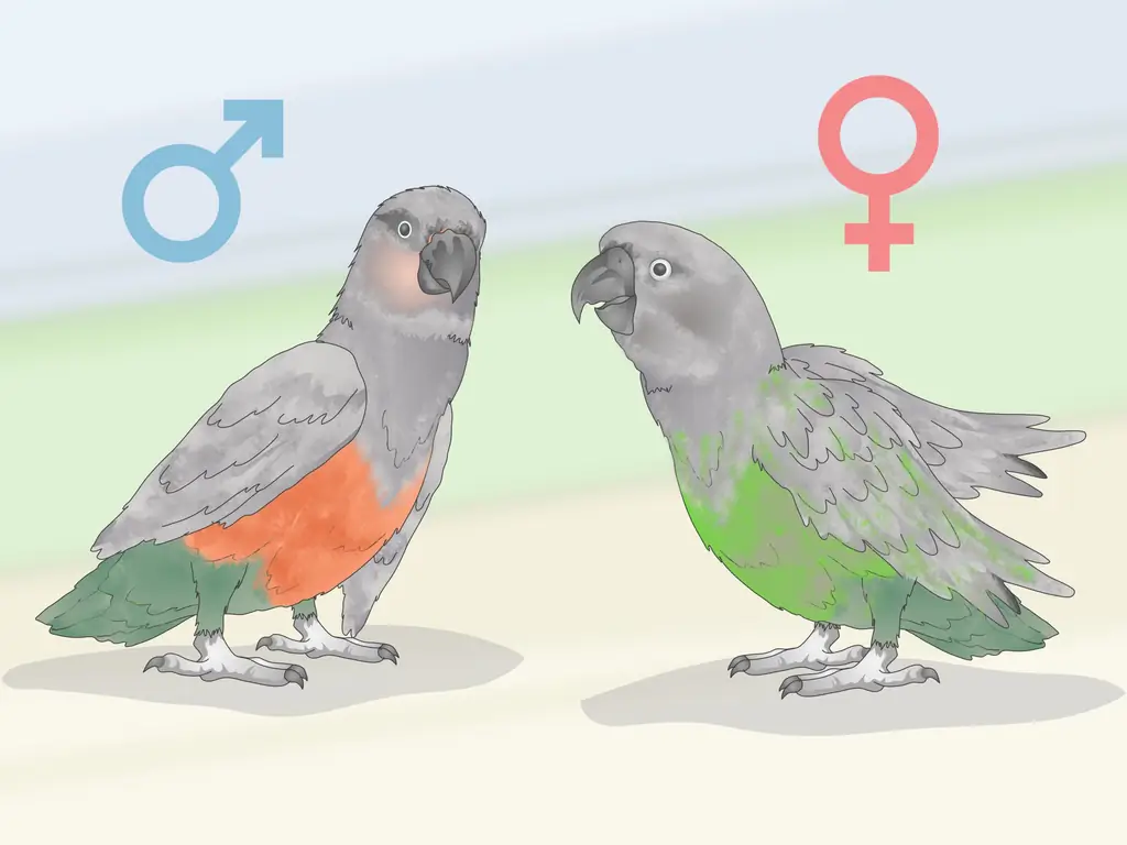 3 способа узнать, подходит ли вам красный пузатый попугай