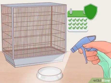 Узнайте, подходят ли вам лори и лорикеты Шаг 2