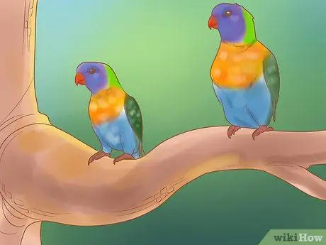 Узнайте, подходят ли вам лори и лорикеты Шаг 5