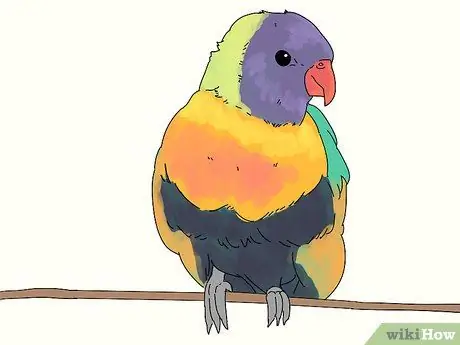 Выберите лори или лорикет Шаг 1