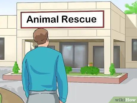 Выберите лори или лорикет Шаг 11