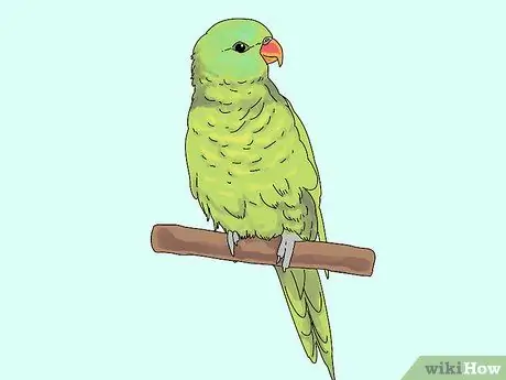 Выберите лори или лорикет Шаг 2