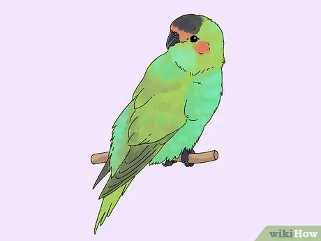 Выберите лори или лорикет Шаг 3