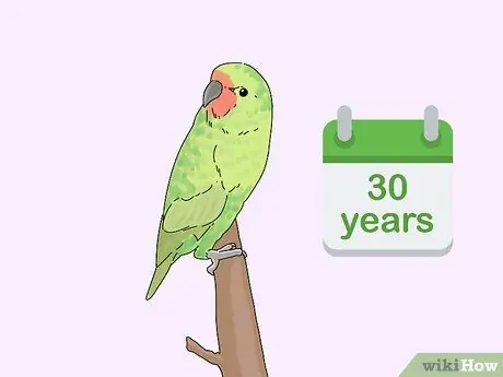 Выберите лори или лорикет Шаг 5