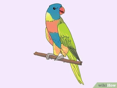 Выберите лори или лорикет Шаг 6