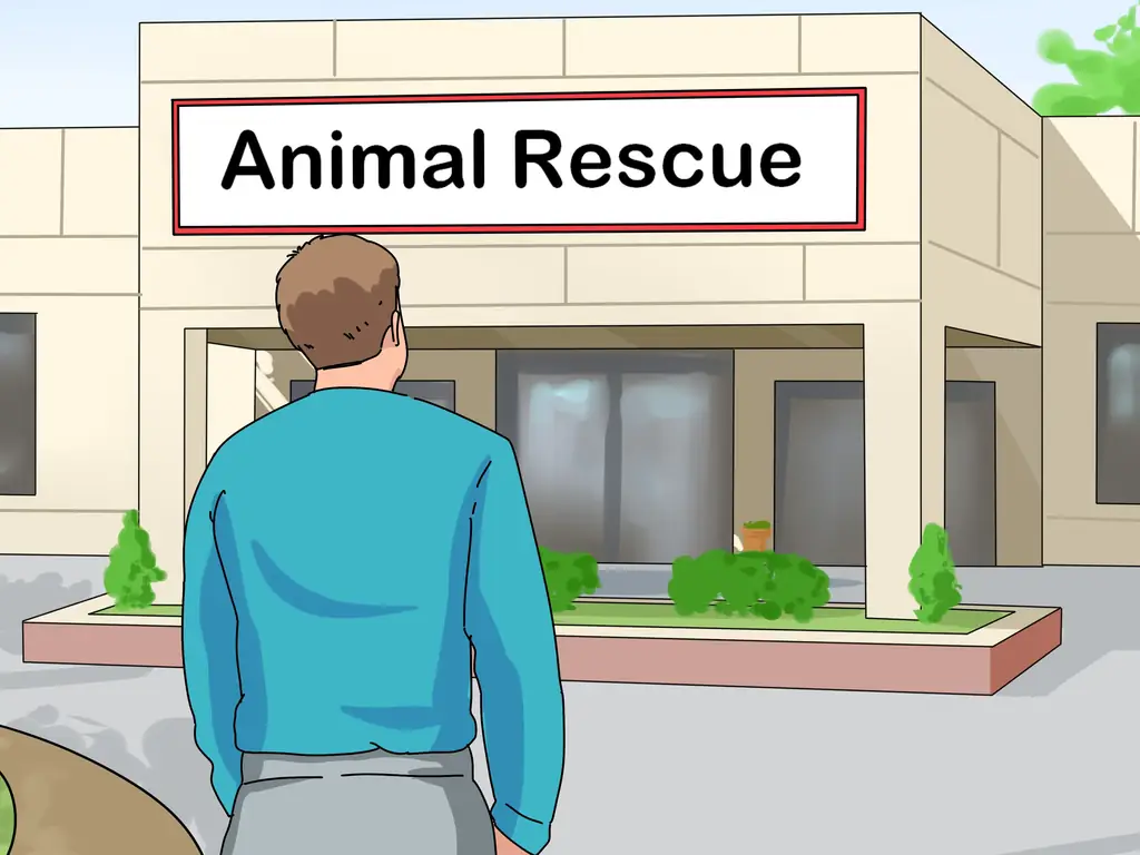 Как выбрать лори или лорикет: 11 шагов (с изображениями)