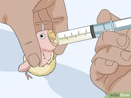 Накормите неразлучников, шаг 11