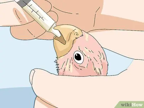 Накормите неразлучников, шаг 13