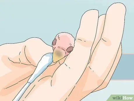 Накормите неразлучников, шаг 15