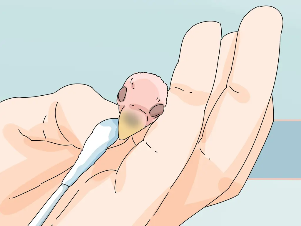 3 способа кормить неразлучников