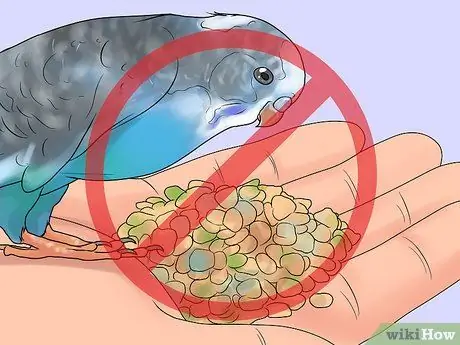 Покормить лори или лорикета Шаг 10