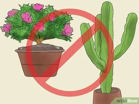 Покормить лори или лорикета Шаг 11