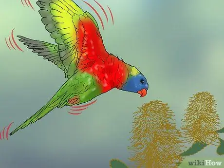 Покормить лори или лорикета Шаг 12