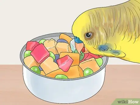 Покормить лори или лорикета Шаг 2