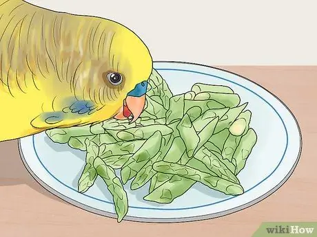 Покормить лори или лорикета Шаг 3