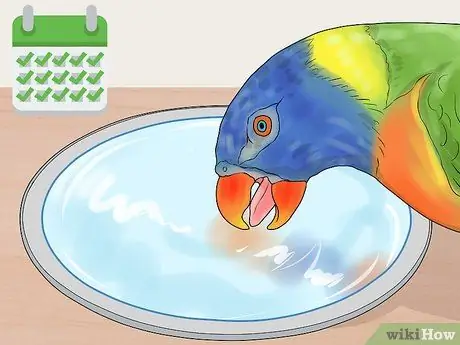 Покормить лори или лорикета Шаг 4