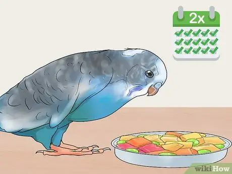 Покормить лори или лорикета Шаг 5