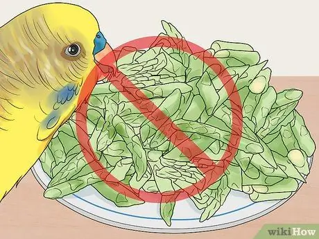 Покормить лори или лорикета Шаг 7