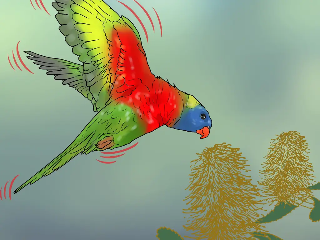 Как накормить лори или лорикета: 12 шагов (с картинками)