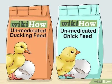 Покормить диких уток-детенышей, шаг 1