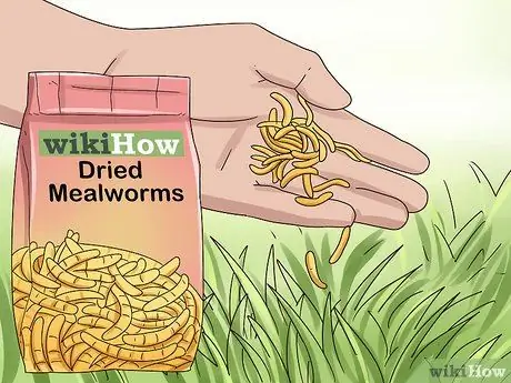 Покормить диких уток, шаг 3