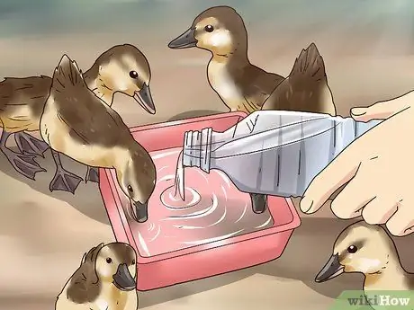 Покормить диких уток-детенышей, шаг 6