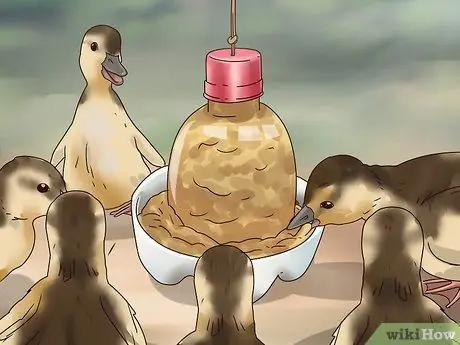 Покормить диких уток-детенышей Шаг 8