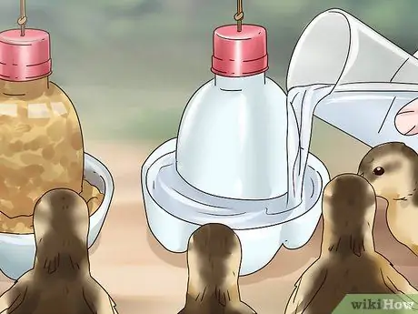 Покормить диких уток, шаг 9