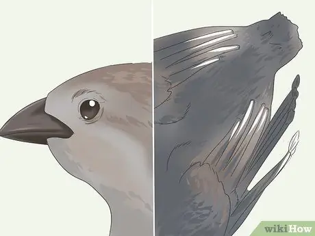 Покормить воробья Шаг 11