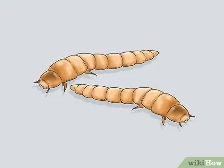 Покормите Воробенка Шаг 12