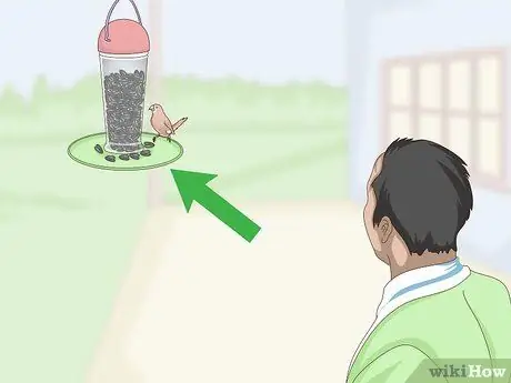 Кормить зябликов, шаг 11