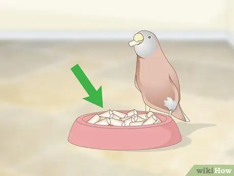 Кормить зябликов, шаг 2