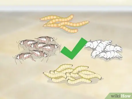 Покормить зябликов, шаг 4