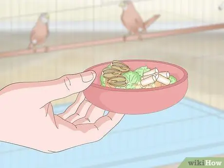 Покормить зябликов, шаг 5