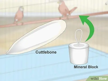 Кормить зябликов, шаг 8