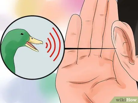 Определите разницу между самцами и самками уток Шаг 5