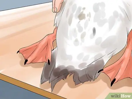 Определите разницу между самцами и самками уток Шаг 6