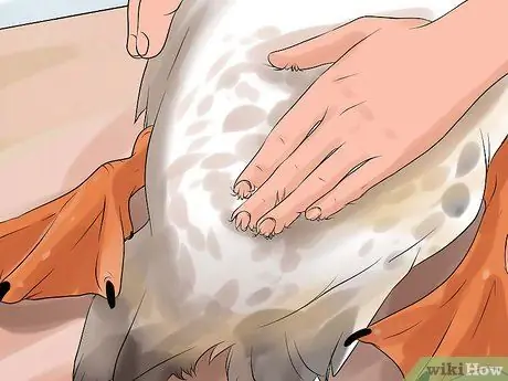 Отличия уток-самцов от самцов Шаг 7