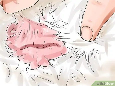 Отличия уток-самцов от самцов Шаг 8