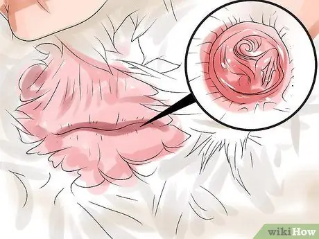 Определите разницу между самцами и самками уток Шаг 9