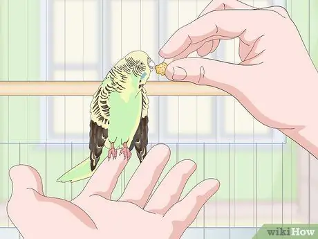 Приучите попугая к шагу вперед Шаг 10
