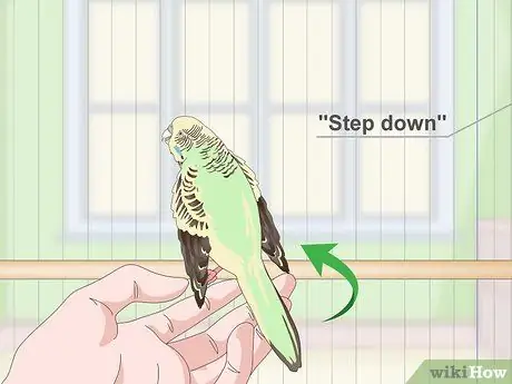Приучите попугая к шагу вперед Шаг 11