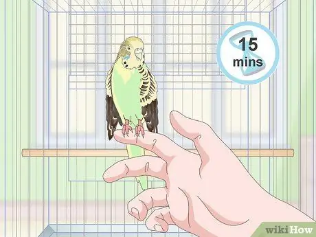 Приучите попугая к шагу вперед Шаг 12
