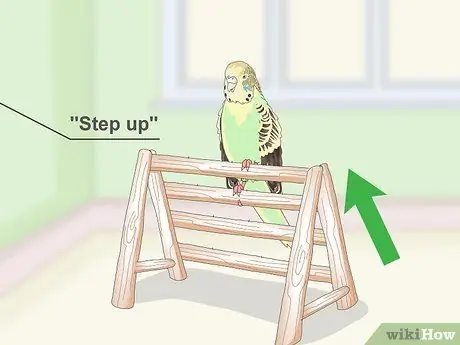 Приучите попугая к шагу вперед Шаг 13