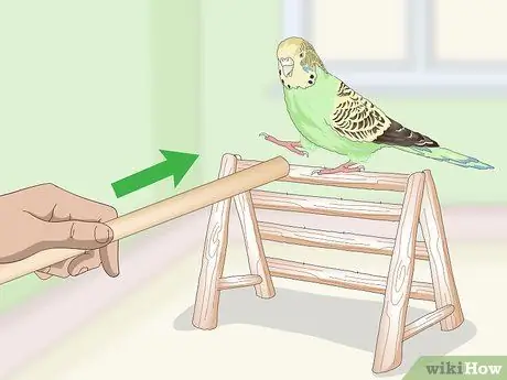Приучите попугая к шагу вперед Шаг 14